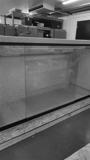 A Reptile Enclosure Fit For Godzilla! #shorts #snake #reptiles