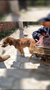 12K views · 305 reactions | The adorable puppy has a large lump on its back leg. #LumpPuppy #PuppyLump #lumpinback | Star Network Rescue | Facebook