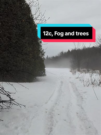 I'll have to come back this spring and collect a few trees for landscaping purposes around the house. I could use a few cedars and pines and even a couple maple saplings. Trees are expensive and if I can get some for free why not and maybe I'll even sell a few. It's the perfect little afternoon for a forest stroll. #homestead #outdoors #trees #forest #fog