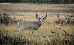 2.8K views · 139 reactions | Dean Partridge from canadianwhitetailtv.com is dispensing pearls of wisdom! #excalibur #excaliburcrossbow #differentforareason #relentlesssince1983 #hunter #accuracy #canadianwhitetail | Excalibur Crossbow | Facebook