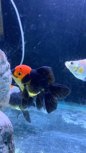 Goldfish lover || Apache goldfish , Red cap oranda Ryukin goldfish