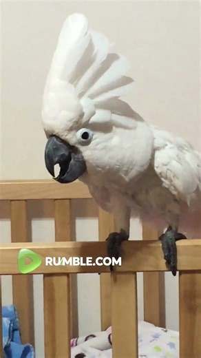 Cockatoo bird acting and barking like a dog