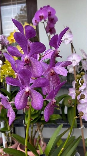 Vibrant Mokara Orchid in Full Bloom 🌸 | Large Purple Orchid Flowers | Garden Beauty