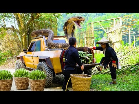 Dwarf Family: Banana Harvesting Journey for a Bag of Rice And Surviving A King Cobra Attack