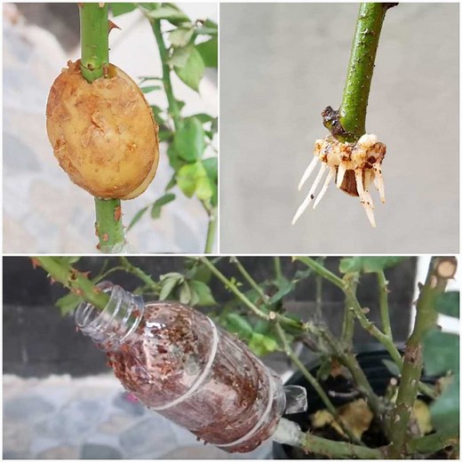 14M views · 14K reactions | How to grow rose clippings in potatoes | MetDaan Creative | Facebook