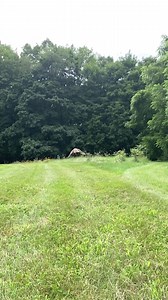 Red-tailed hawk release! This red-tailed hawk was admitted to our Wildlife Medical Clinic after a vehicle collision. She spent a total of 23 days in care while recovering from a number of injuries until she was ready for release just last week! In this video, you can see that this hawk has just begun to fledge in her signature red tail. Red-tailed hawks do not grow out their red tails until their second year. By donating through our social media fundraisers, you can help make success stories lik