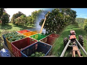 mango harvesting and farming technique - How to Harvest Mango fruit