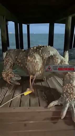 The News warned us to stay away... (It wasn't the storm) 🦀⚠️ #ocean #gulfview #florida