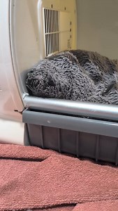 Incredible sense of direction #cats #cat #gato #kittens #babycats #tinykittens #babykittens #cutebabykittens #babyfloof #floof #bottlebaby #newbornkittens #tigerbaby #babytigers | FosterBabyCats