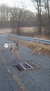 Deer Trapped in Drain… Then TWO Predators Appear From Opposite Sides
