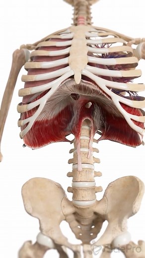 PhysioOsteoGram on Instagram: "The Diaphragm: Your Body’s Primary Breathing Muscle 🌬️ The diaphragm is a dome-shaped muscle that sits below the lungs, separating the thoracic cavity from the abdominal cavity. With each breath, the diaphragm contracts and flattens, creating a vacuum that pulls air into the lungs. This muscle plays a vital role not only in breathing but also in stabilizing the core. Fun fact: The diaphragm is also responsible for hiccups when it contracts involuntarily! Credit: @