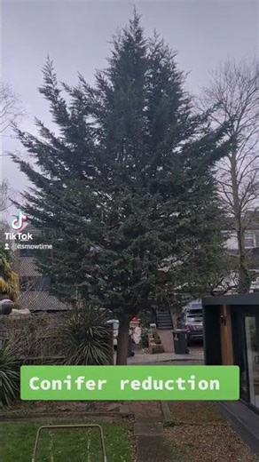 Conifer tree reduction