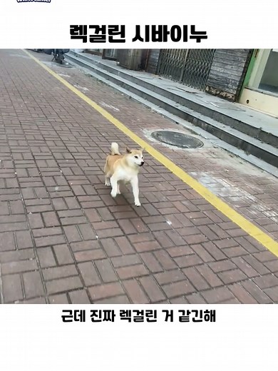 렉걸린 시바이누