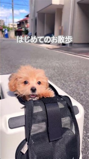#マルプー #犬 #犬のいる暮らし #わんこそば #わんこの成長記録 #癒し #散歩 #わんちゃん #子犬