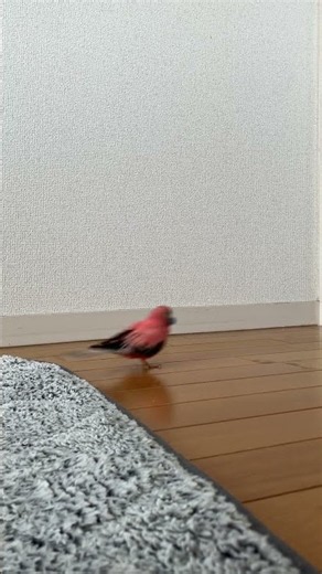 紙を加えて逃げるアキクサインコと追いかけるアキクサインコ #アキクサインコ #テケテケインコ