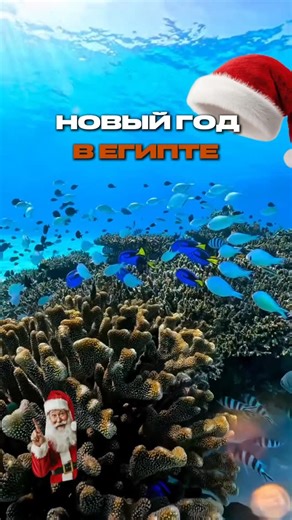 Papaya Travel | ТУРИСТИЧЕСКОЕ АГЕНТСТВО | ПМР on Instagram: "🎄 Новый год в Египте 🎄 Когда вместо холода — тёплое море, а вместо суеты — отдых «всё включено». ☀️ Шарм-эль-Шейх ✈️ вылет 30 декабря 🌙 6 ночей 🍽 All Inclusive + гала-ужин включён 💑 цены указаны за двоих Отели и цены: • SIVA SHARM 4* — 1160 € • Dreams Vacation Resort 4* — 1290 € • Ivy Cyrene Island Aqua Park Resort 4* — 1350 € • Il Mercato Hotel 5* — 1390 € • Concorde El Salam Sport Area 5* — 1380 € • Amphoras Aqua 4* — 1550 € • I