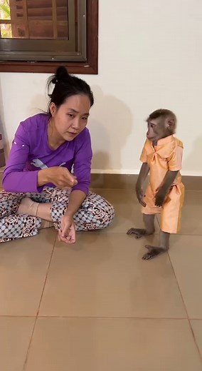 646K views · 6.1K reactions | Lil Jacky Go Pick Up By Mom Treat so Smart | Monkey TV | Facebook