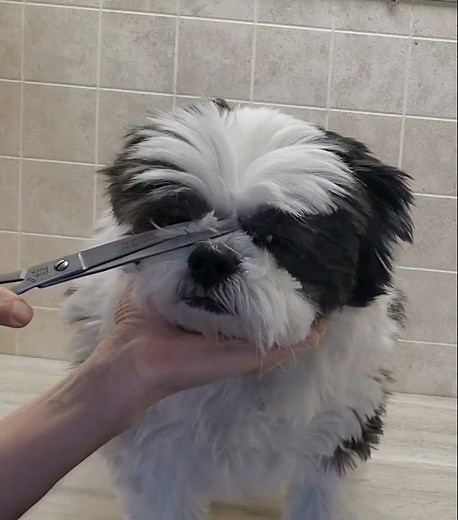 How to trim a dogs face with scissors demo, dog grooming from home, ShihTzu X