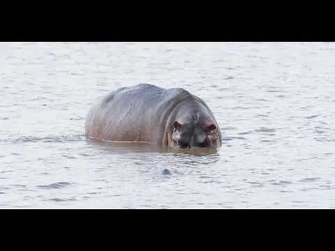 Hippo - defecating in water, spraying feces