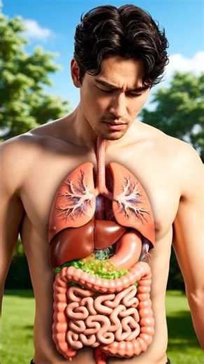 what happened when u eat cucumber || Human Anotmoy #anatomy #humanbody #animation