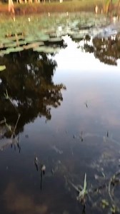 This Mr. Swamp Puppy comes to get some Yoink 🤏🏻 #everglades #foryou #fyp #wildlife #conservation #florida #flaoridaman #alligator #viral #nature #foryourpage #foryoupage #floridacheck #snake #animals #gator | Father of forest