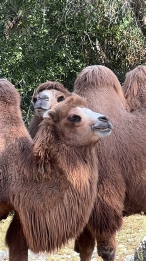 4.6K views · 98 reactions | Ever wanted to get up close and personal...