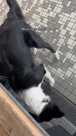 Morning routines with my pup: fun, focus & social skills!