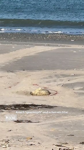 Eine Geburt darf schon ein bisschen unsauber sein. 😊 Aber macht euch keine Sorgen, die Mitarbeiter des Verein Jordsand e. V. und unsere Dünenranger beobachten die Tiere ganz genau. Wusstet ihr schon, dass #helgoländer #kegelrobben 🦭 und natürlich #seehunde in der Seehundstation Friedrichskoog aufgepäppelt werden, wenn es notwendig ist? Schaut gerne vorbei, wenn ihr in der Nähe seid, vielleicht habt ihr Glück und eine Robbe wartet nur darauf, wieder fit zu sein und zur #düne zurückkehren zu kön