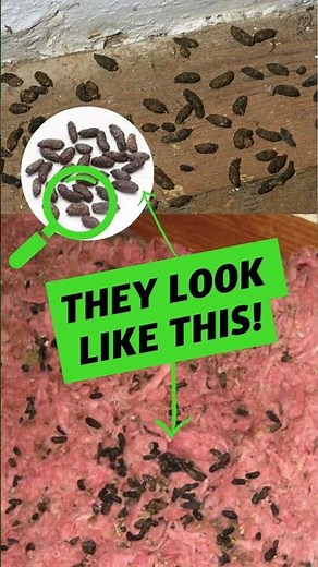 💩 Identifying Feces In Your Home💩