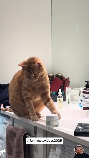 Funny Cat Moments Captured on Camera
