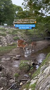 📍 Nara Deer Park, Japan ✨ Friendly deer roaming among historic parklands BOOK NOW: https://www.getyourguide.com/en-gb/kyoto-l96826/osakakyoto-kyoto-hidden-temples-and-shrines-day-trip-t1145294/?preview=TEZUXJ7DIU7UQS3ZBZWKG9MES0QROPDS ✉️ japanichibantours@gmail.com | info@japanichibantours.com 📞 WhatsApp: 81 90-3486-7744 📸 Instagram: japan_ichiban_tours | Japan Ichiban Tours