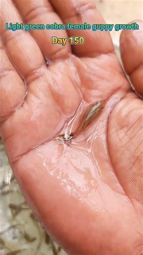 Light green cobra female guppy fish growth time stages 180 days #fishshorts #guppyfish #shortsfeed