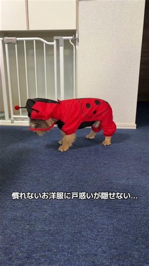 レインウェア着せたらフリーズしてしまうノーリッチテリア #犬のいる生活 #愛犬 #いぬ #可愛い #ノーリッチテリア #norwichterrier #可愛い #愛犬