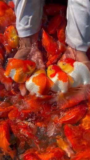 Harvest jumbo-jumbo Oranda Goldfish, #fish #goldfish #oranda