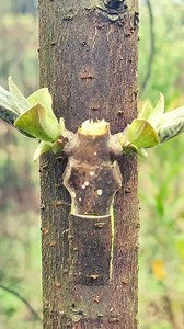 The principle of fruit tree grafting survival, supply put, is to take advantage of the self-healing ability of trees after trauma. After trees are traumatized by external factors, they regenerate through cell division, and the callus produced has a certain self-healing. #plantgrowth #plantlife #plantlifecycle #buds #plants #plantsgrowth #graftskills | For Plants