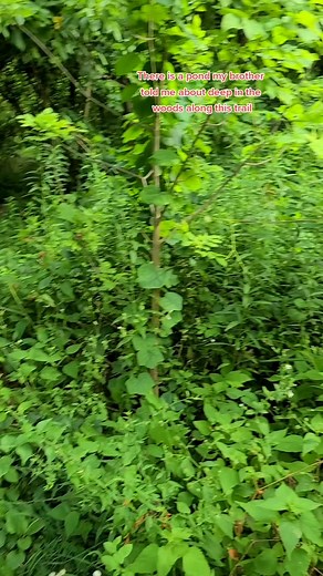 Chloroplasts under microscope! #microcosmos #microscopy #microbiology #microtok #microscopic #undermicroscope #🔬 #microbio #microscope #microscopicview #microscopezoom #chloroplasts #pondwater