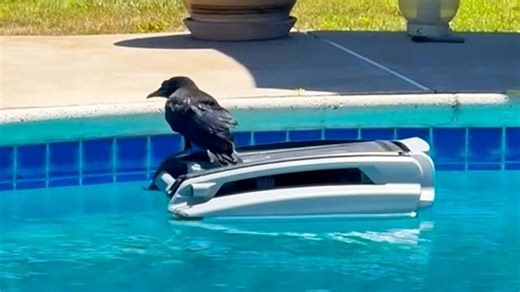 Crow surfs on pool robot