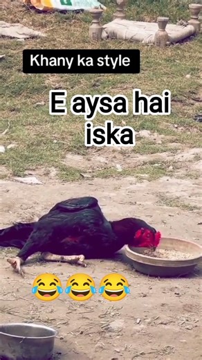 Khany ka style e aysa hai iska#birds #rooster #music #shorts