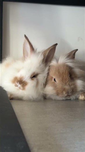 These bunnies are the best therapy you need 🥺✨ #rabbit #cute #animals #shorts