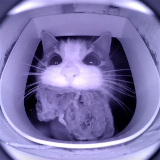 Which one did you get? Mouse? Worm? Tell us! 🤪