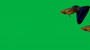 Fish swimming animation Free Video