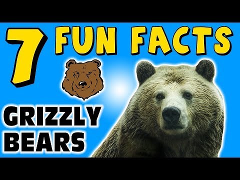 7 FUN FACTS ABOUT GRIZZLY BEARS! BEAR FACTS FOR KIDS! Claws! Fur! Learning Colors! Funny Sock Puppet