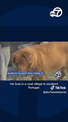 Meet Bobi, the oldest dog in the world