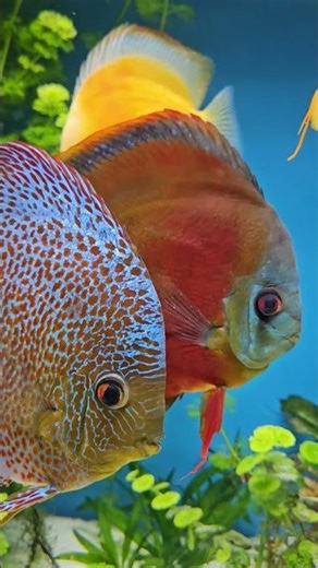Beautiful discus fish