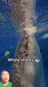 116K views · 556 reactions | Filter feeding ang tawag kung paano kumakain ang whale sharks  #nocopyrightsinfringementindented #credittotherightfulownerofthisvideo #forcontentpurposesonly #commentary #reactionvideo | Jeff Torda | Facebook