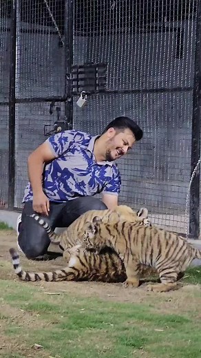 Interacting with Young Tigers in a Safe Environment