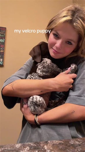 Understanding Velcro Dog Breeds: The GSP