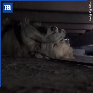 31K views · 426 reactions | This homeless Golden Retriever is so scared of people it’s heartbreaking! ❤️ Credit: Hope For Paws | Daily Mail Video | Facebook