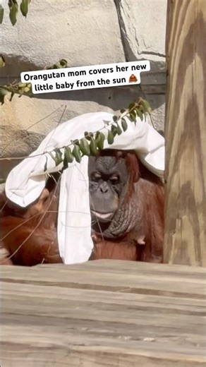This orangutan is a good mom!