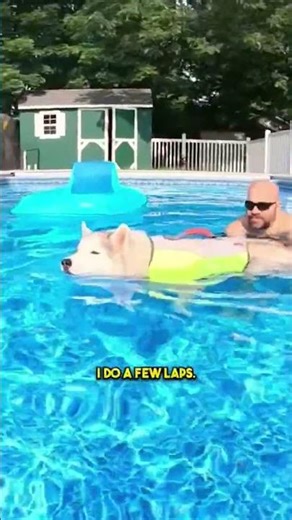 This Dog LOVES Doing Swimming Pool Laps!